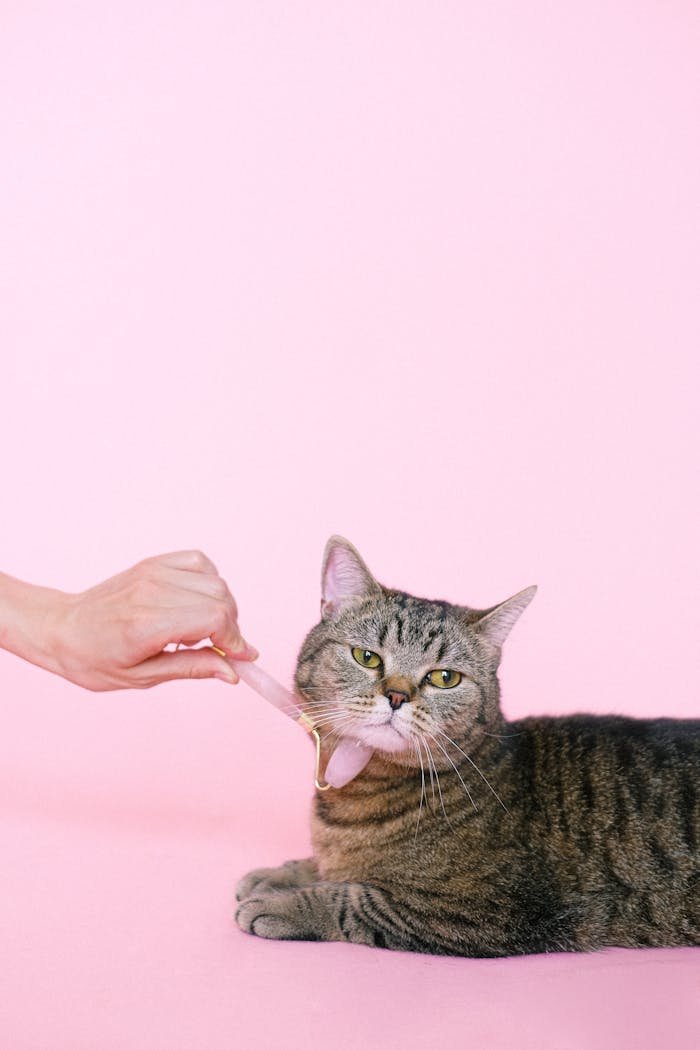about-me Cute tabby cat enjoys a gentle massage against a soft pink background, adding an element of pampering and relaxation.