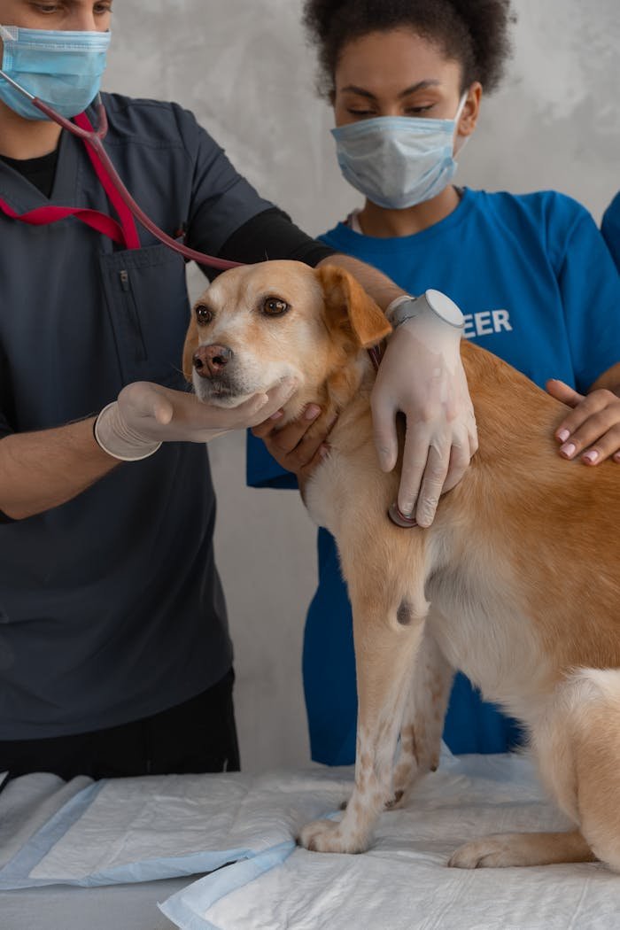 our-mission A veterinarian team examines a dog in clinic setting.